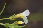 Branched hedgehyssop